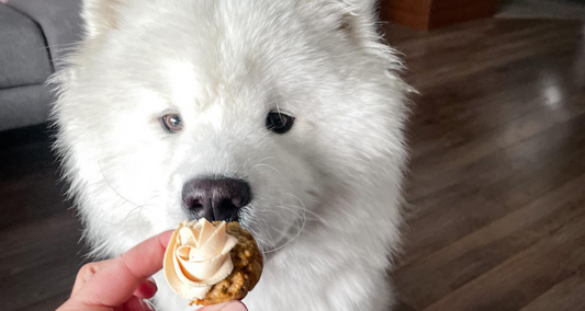 Gâteau de fête aux carottes pour chiens