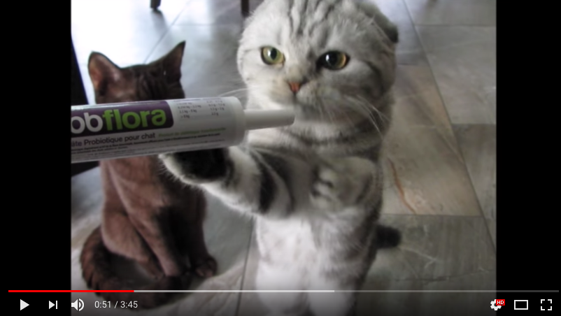 bbflora, les chats l'adorent