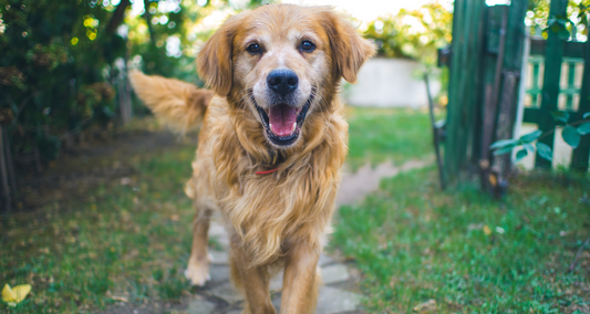 Aidez votre chien vieillissant avec le supplément 3 en 1