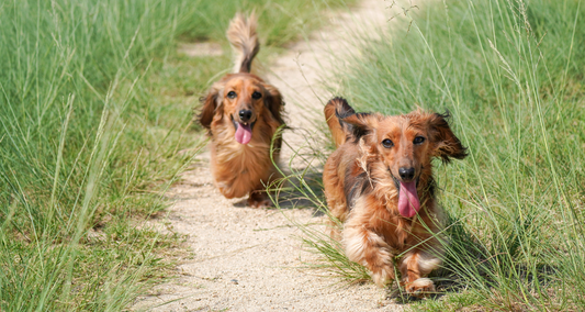 Comment bien choisir un supplément articulaire pour son chien?