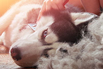 5 astuces pour ramasser moins de poils quand votre chien mue