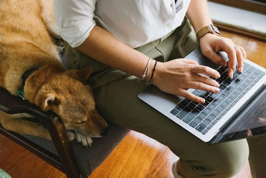 5 astuces pour préparer votre animal de compagnie à votre retour à l’école ou au travail