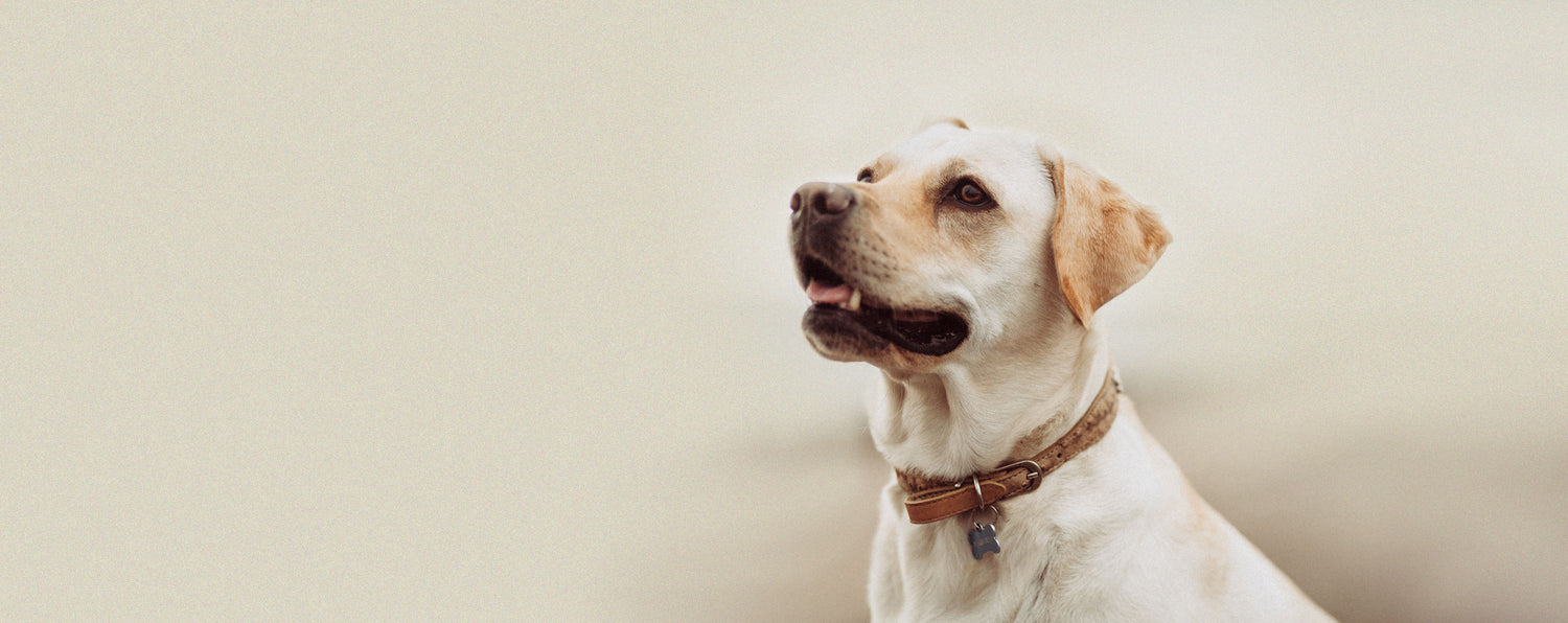 Tous nos suppléments pour chiens