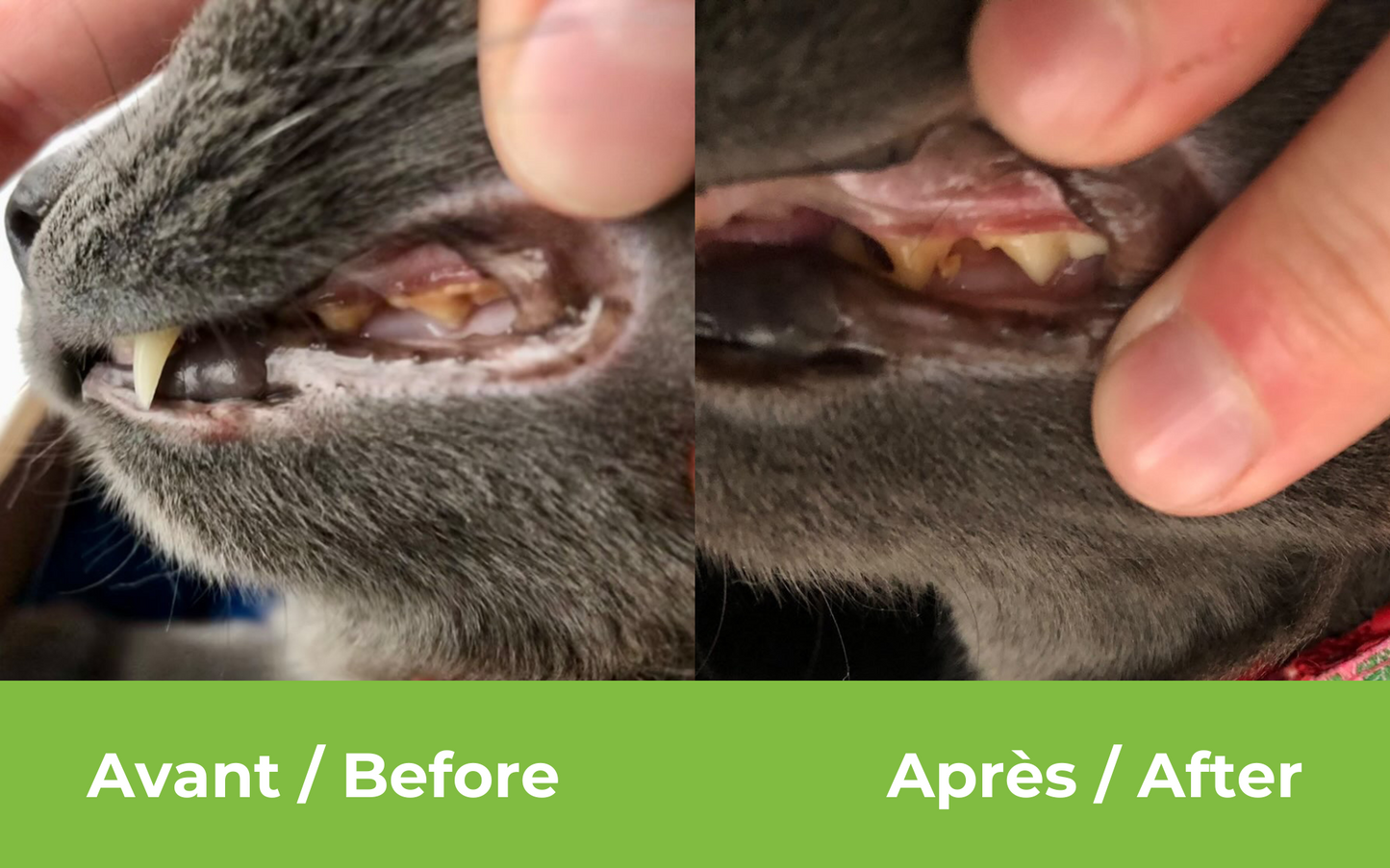 Dental Care for dogs and cats less than 15 kg