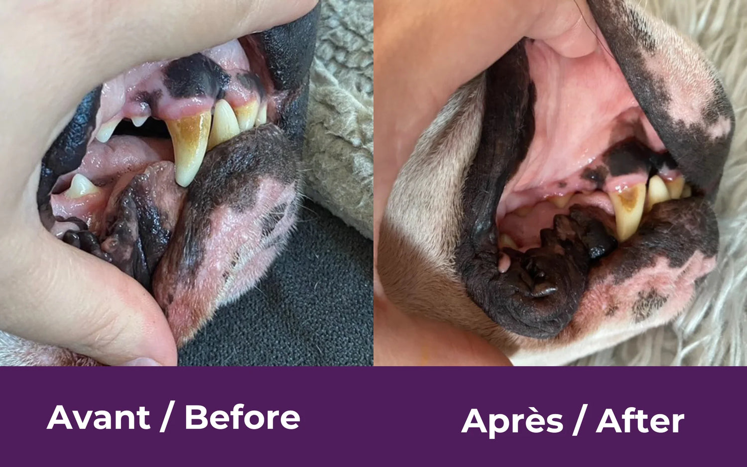 buco+ haleine fraîche et dents saines pour chats et chiens