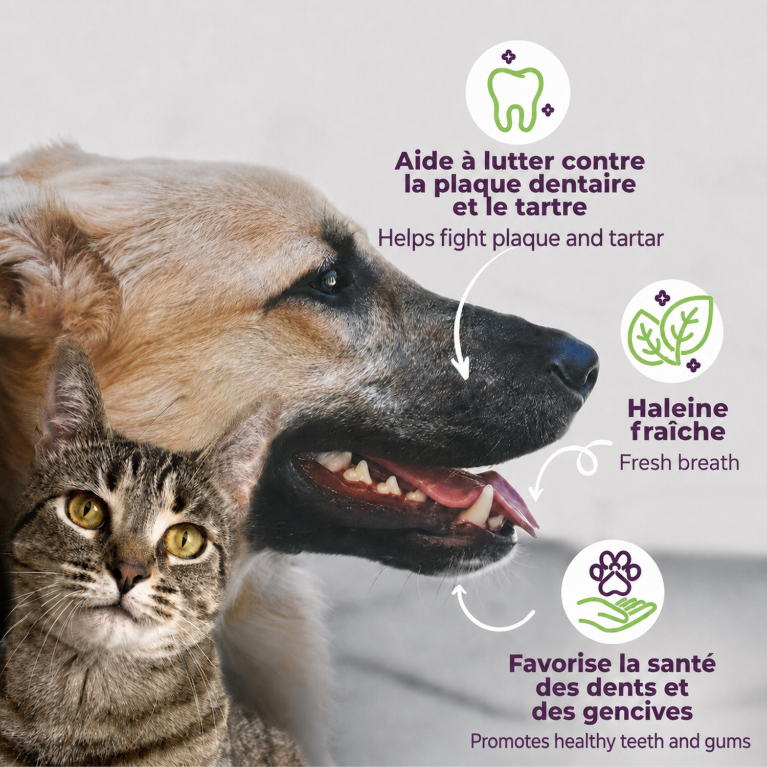 baci+ buco+ Soins Dentaires pour Chiens ou Chats