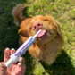 Pre and probiotics paste | Dogs
