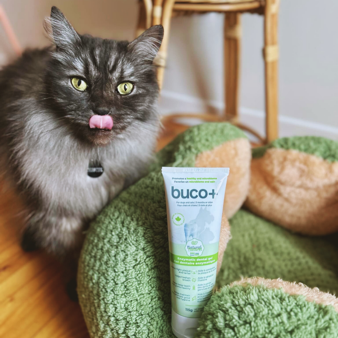 dental gel buco+ | enzymatic care | cats and dogs