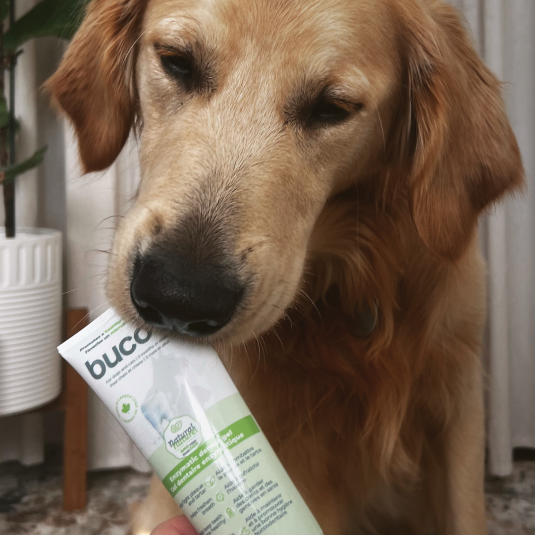 dental gel buco+ | enzymatic care | cats and dogs
