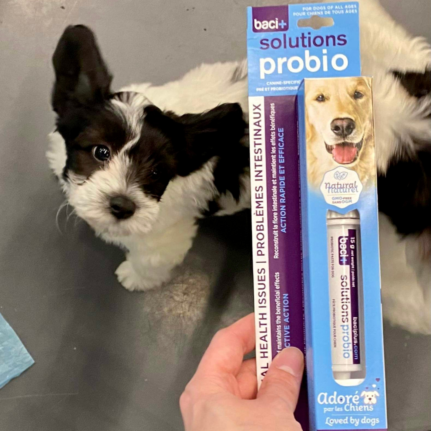 Pre and probiotics • Intestinal problems | Dogs