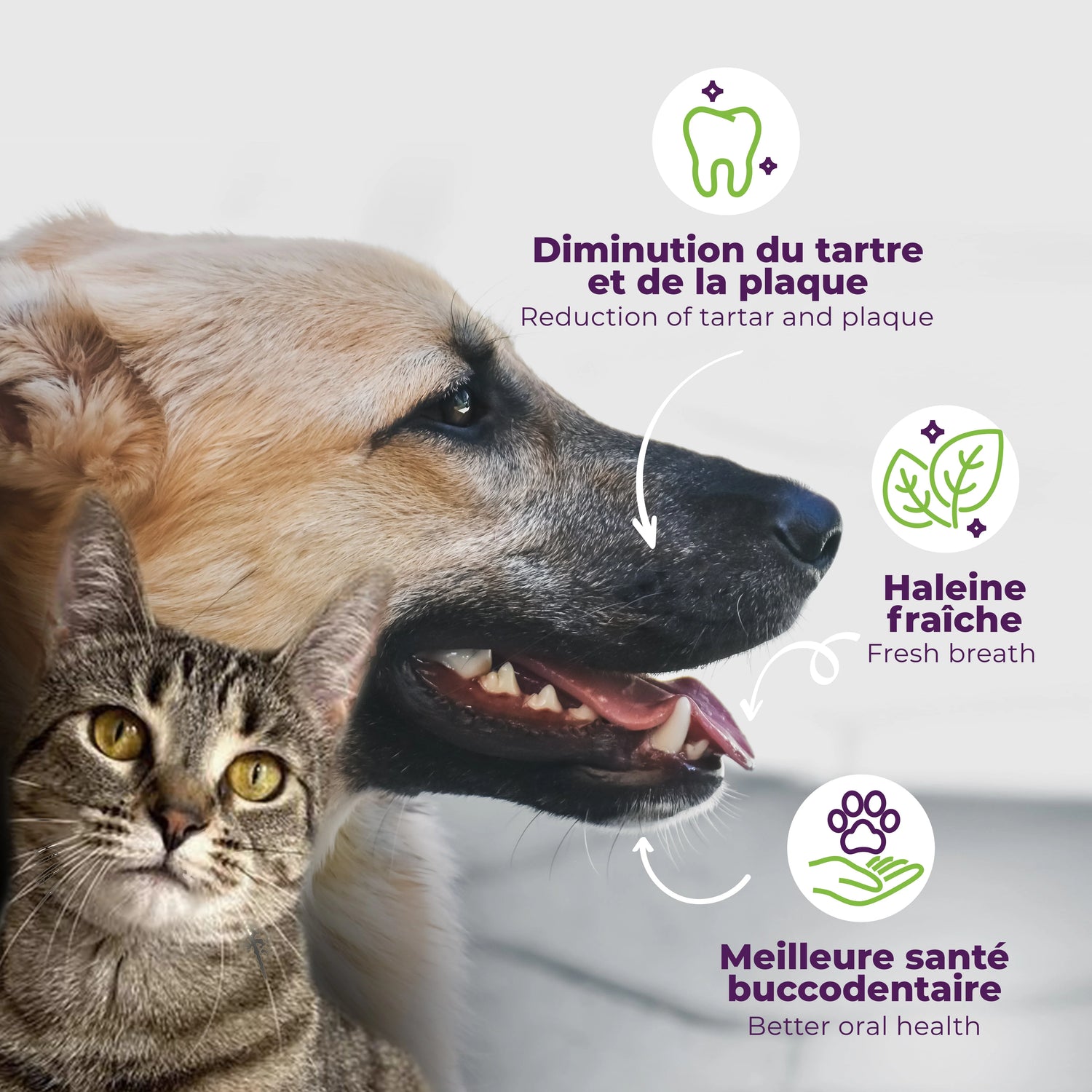 buco+ haleine fraîche et dents saines pour chats et chiens