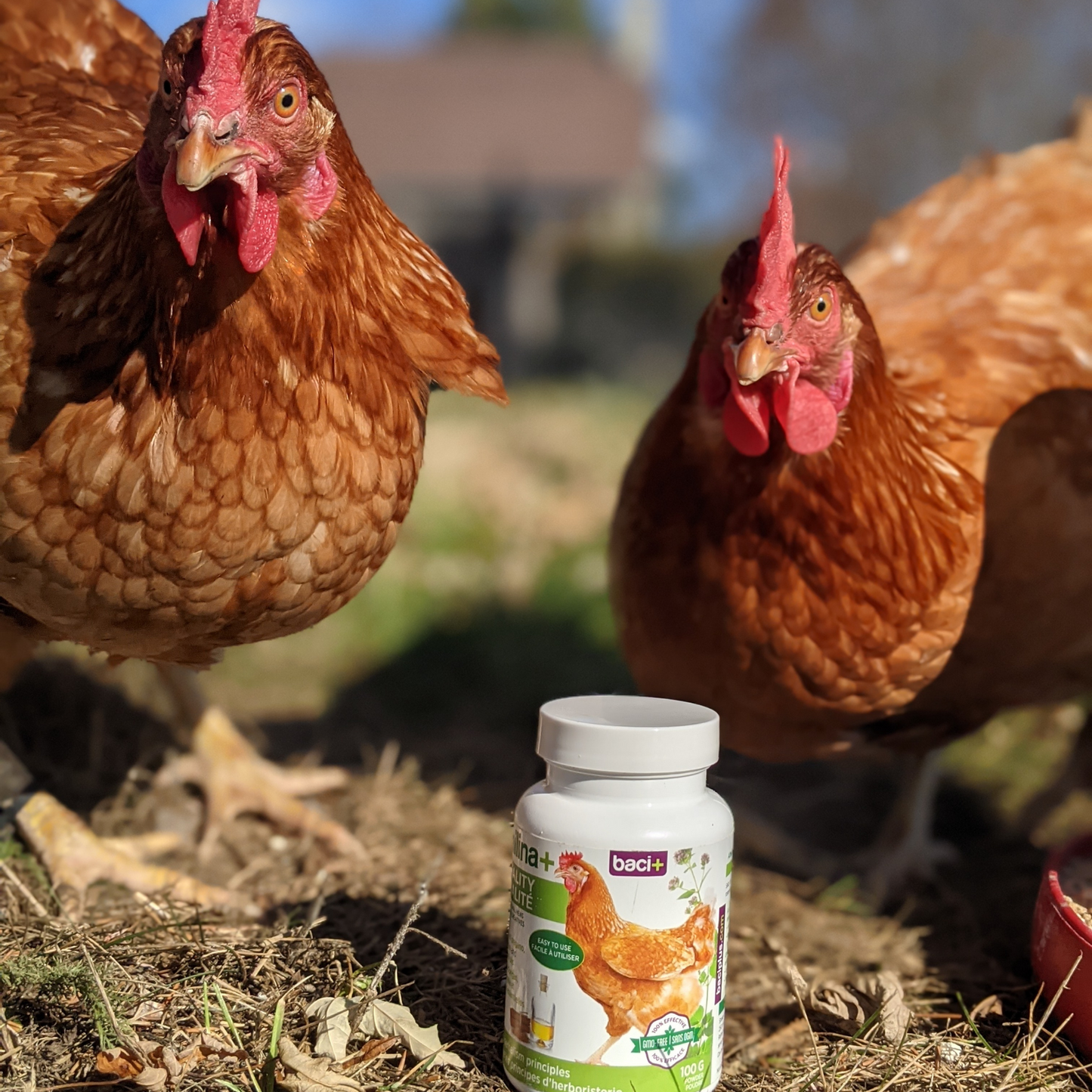 Vitalité | Poules récréatives