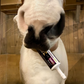 PRE-PROBIOTIC PASTE SPECIFICALLY FORMULATED FOR FOALS AND HORSES