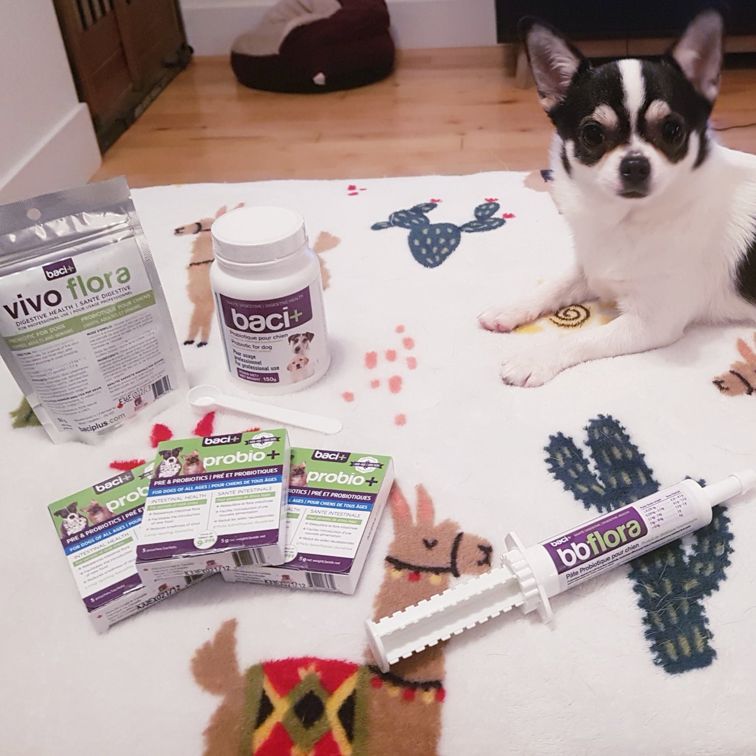 Pre and probiotics • Intestinal health • Complete line | Breeders | Dogs