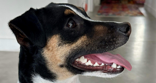 Les dangers d’une mauvaise hygiène dentaire chez le chien et le chat