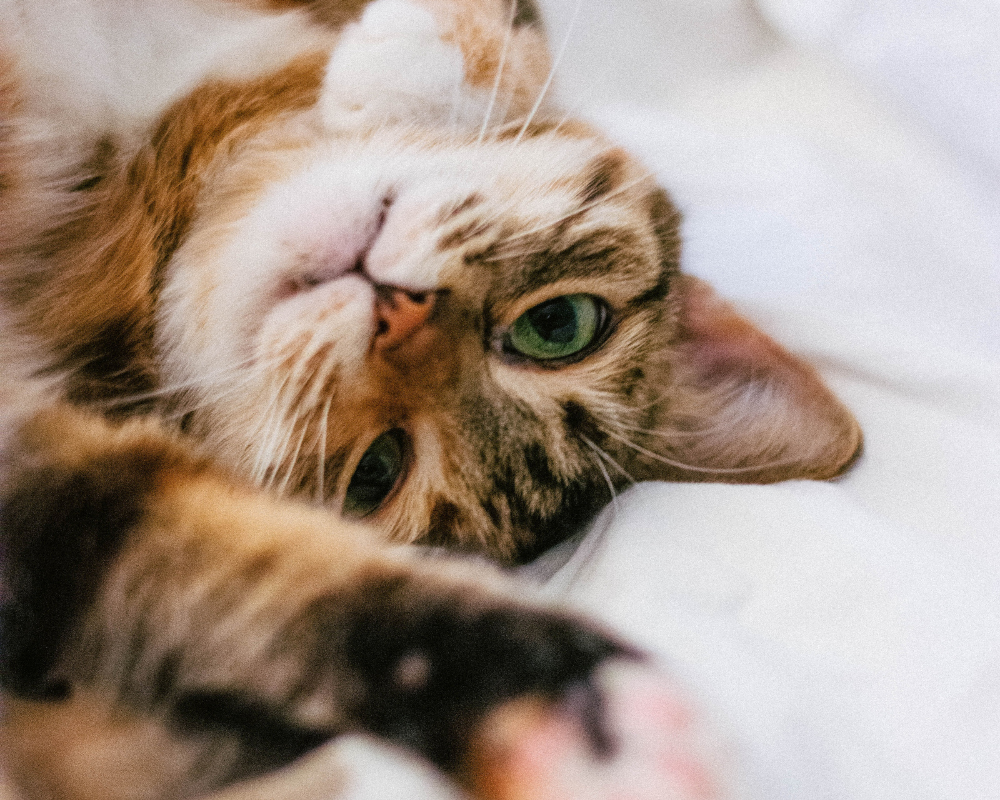 8 trucs pour empêcher la formation de boules de poils chez votre chat