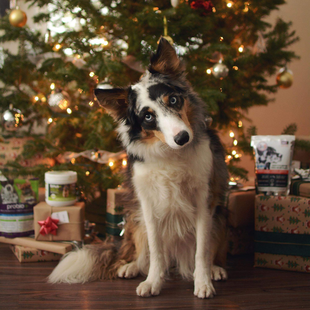 Durant le temps des fêtes, protégez votre animal de compagnie