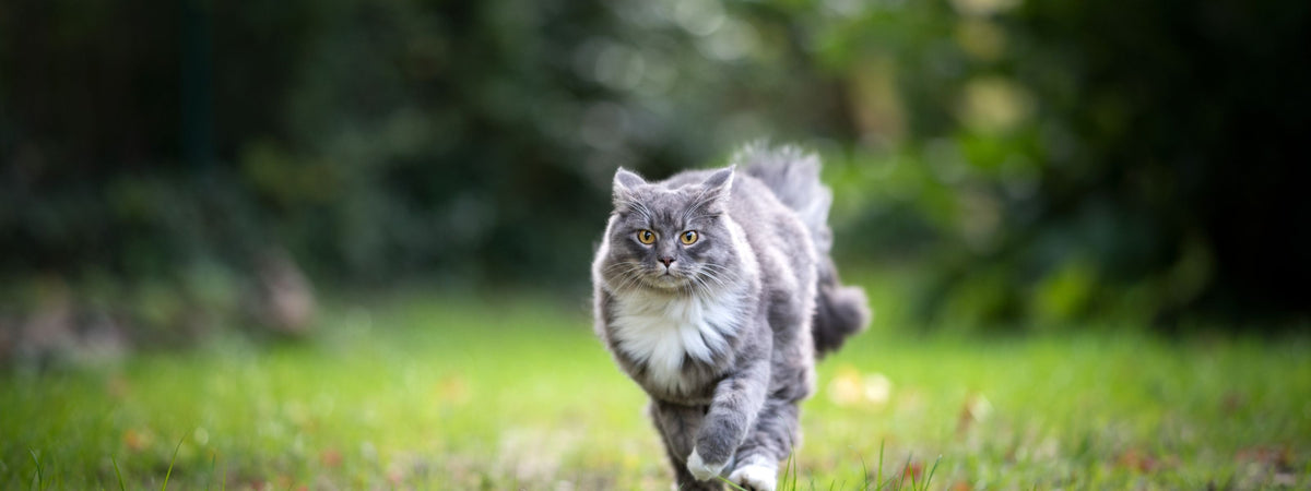 5 conseils pour préserver la mobilité et la vitalité de votre animal de compagnie