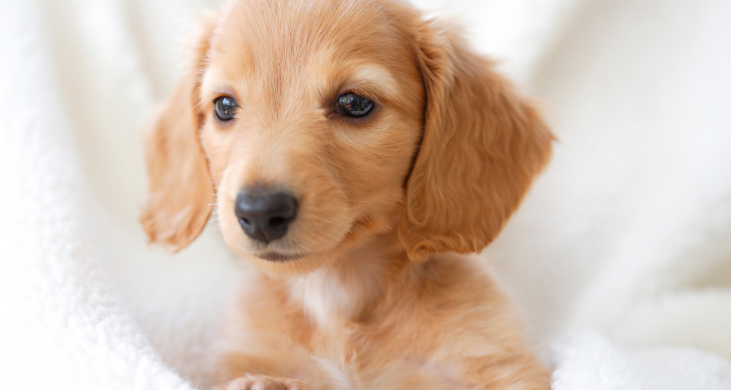 Suppléments naturels pour animaux