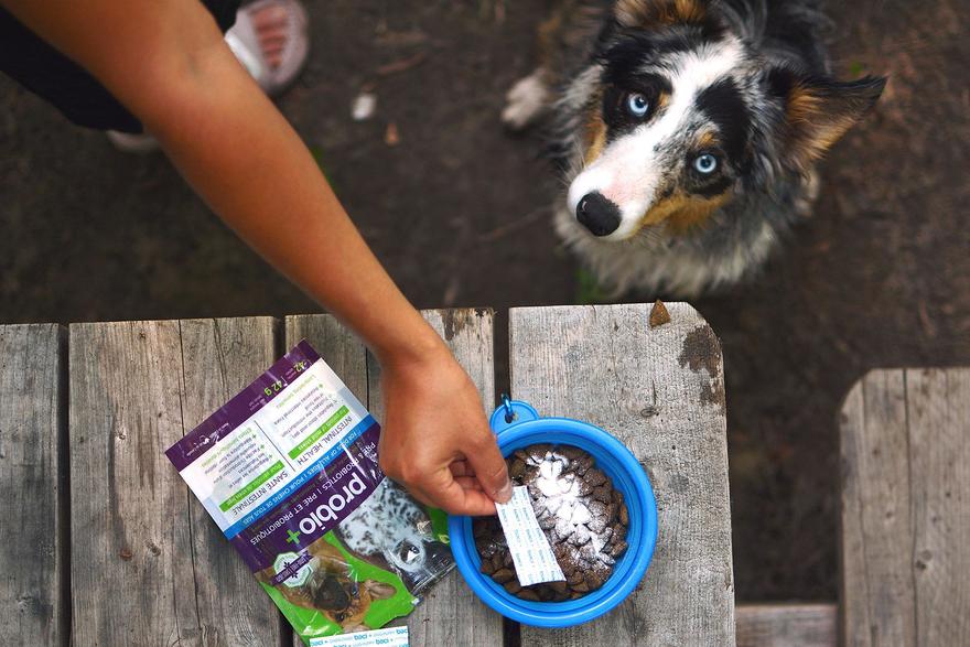 5 astuces faciles pour administrer des suppléments à votre chien