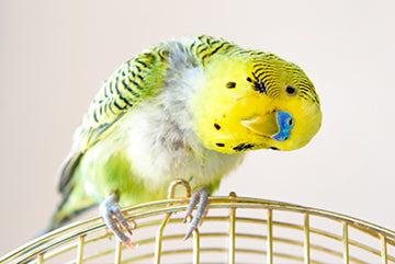 3 façons de prendre soin de votre oiseau qui mue