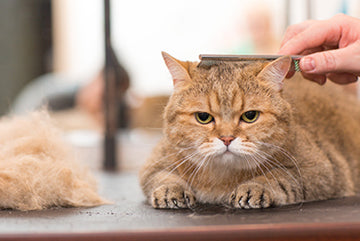 6 astuces qui tombent pile-poil pour minimiser la mue de votre chat