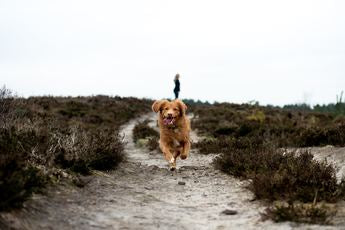 Comment soulager les douleurs arthritiques de votre animal de compagnie?