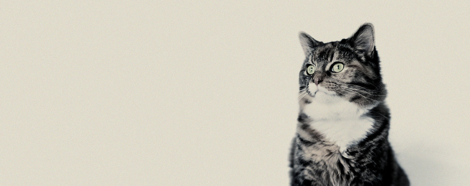 Tous nos suppléments pour chats