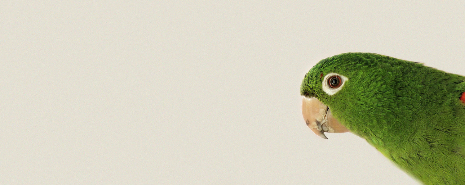 Probiotiques naturels pour oiseaux