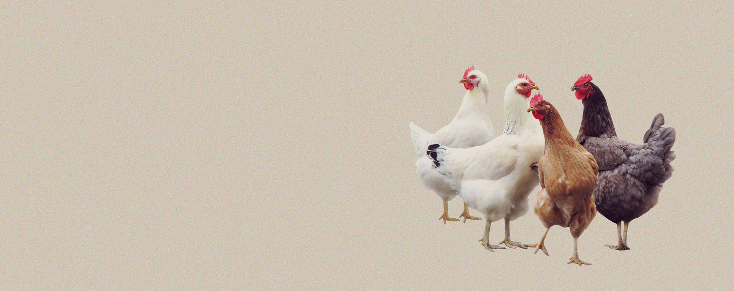 Compléments alimentaires naturels pour poules