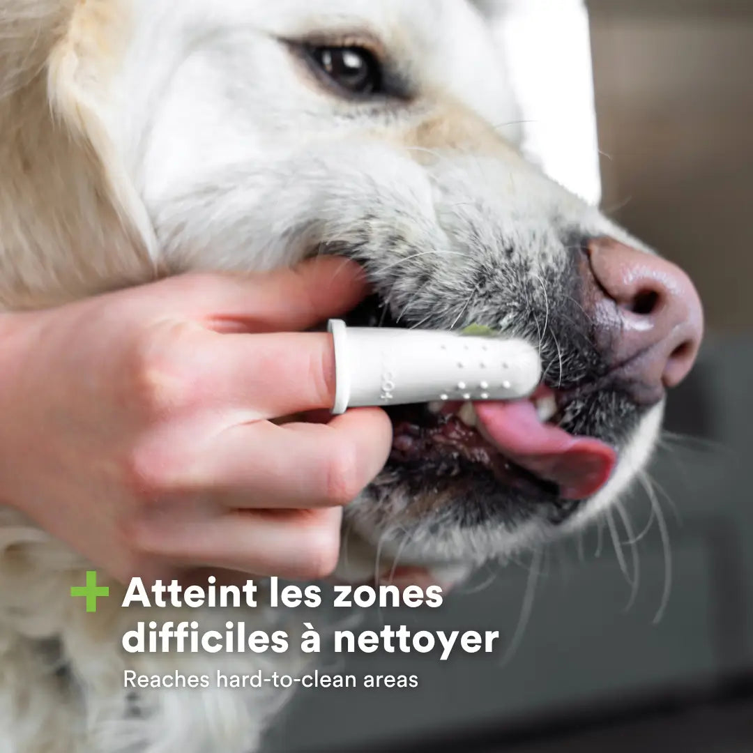 buco+ brosses à doigt