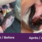 buco+ oral health | Cats and dogs