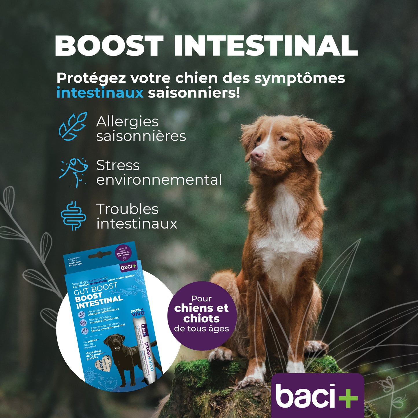 Gut boost kit | pre and probiotics | dogs