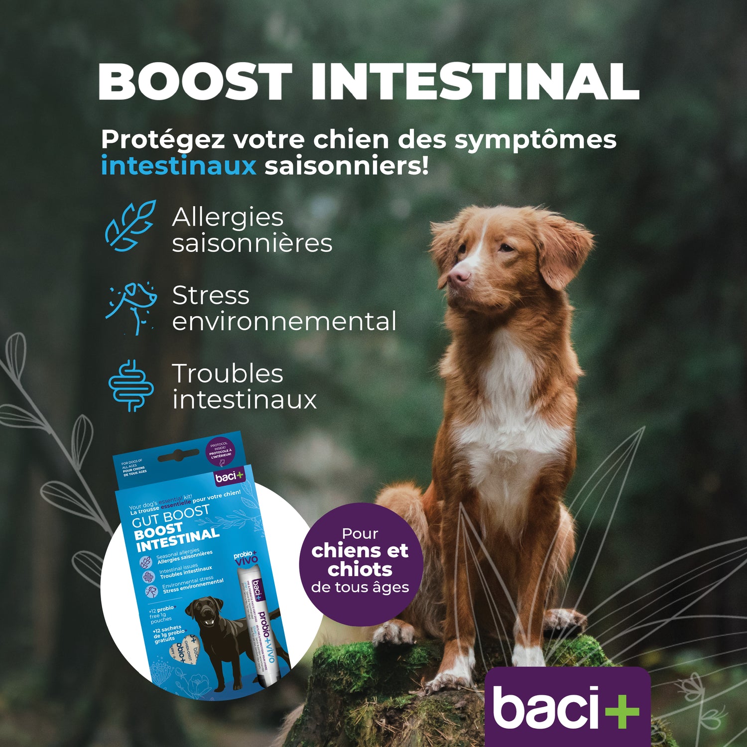 Gut boost kit | pre and probiotics | dogs
