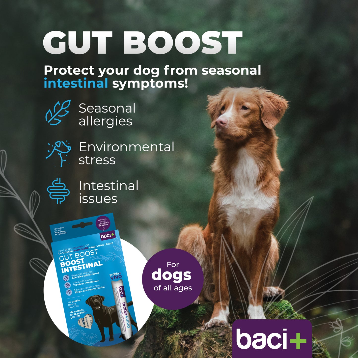 Gut boost kit | pre and probiotics | dogs