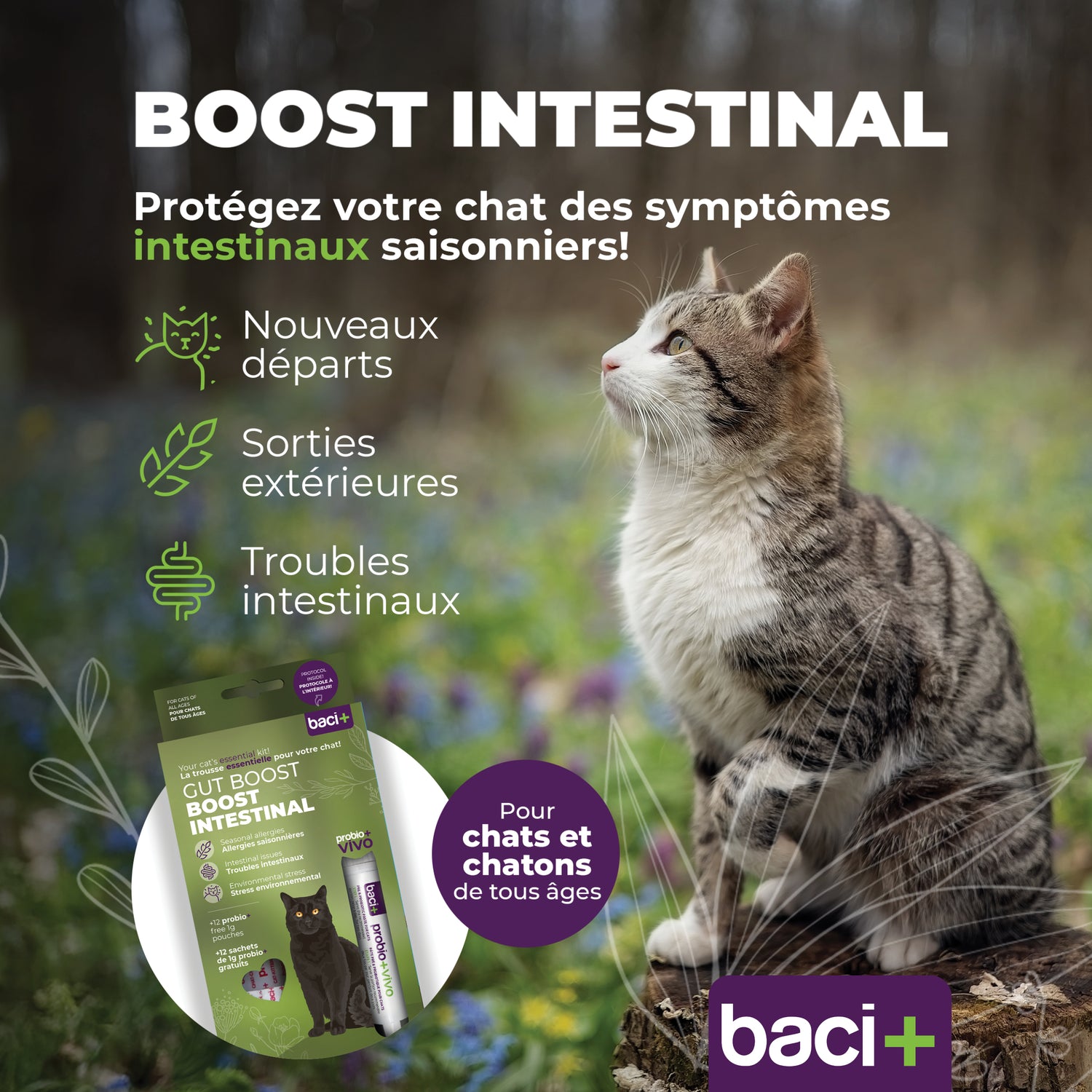 Gut boost kit | pre and probiotics | cats