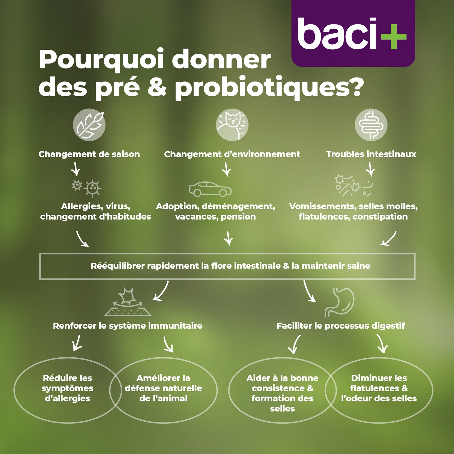 Gut boost kit | pre and probiotics | dogs