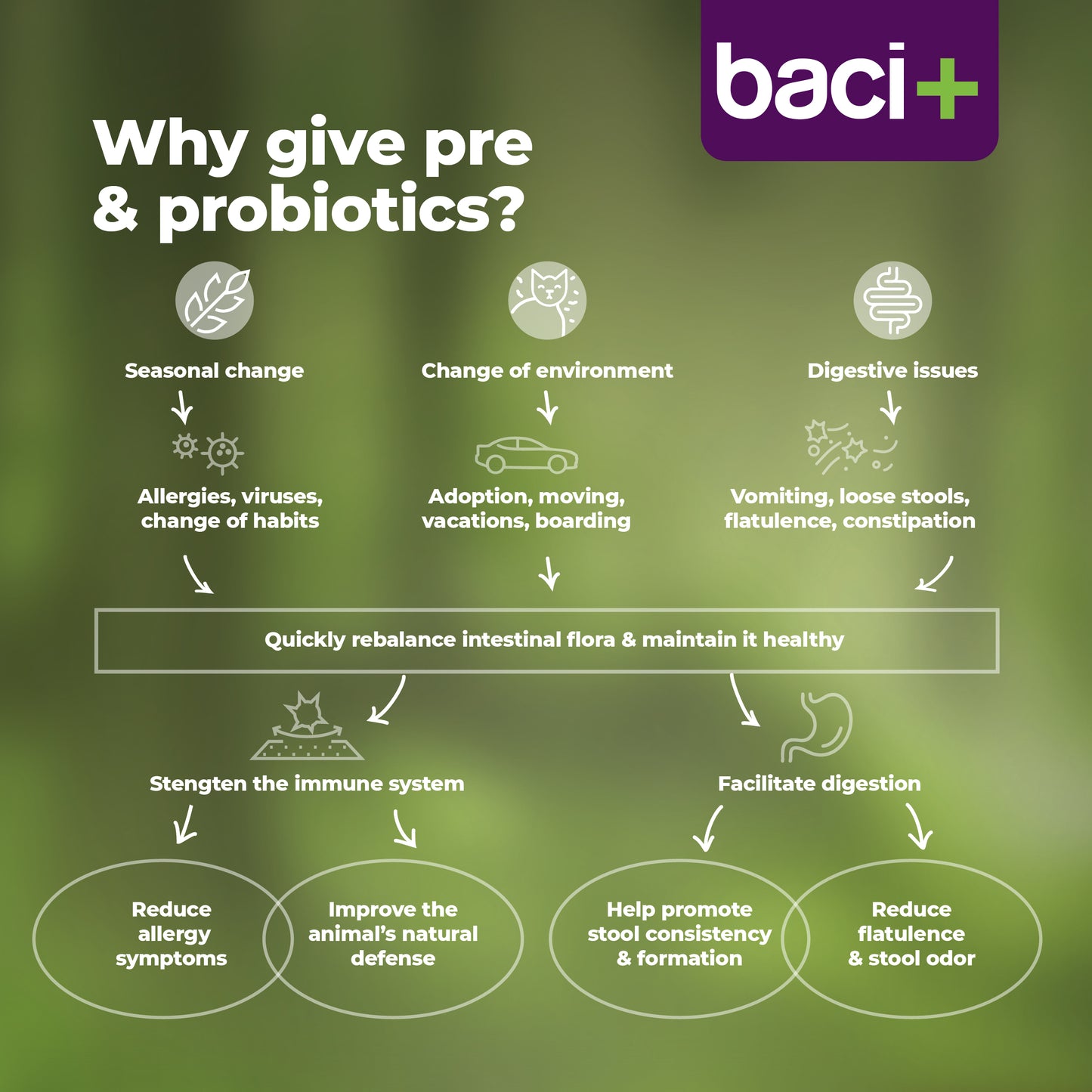 Gut boost kit | pre and probiotics | cats