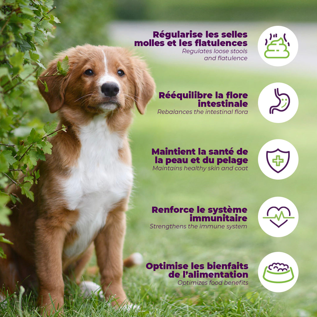 Pre and probiotics • Prevention and maintenance  | Dogs