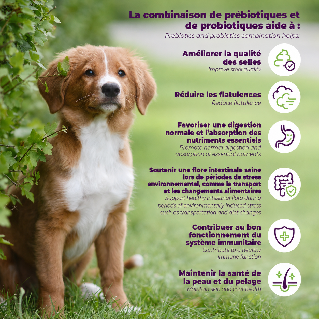 baci+ probio+ Pour Chiens