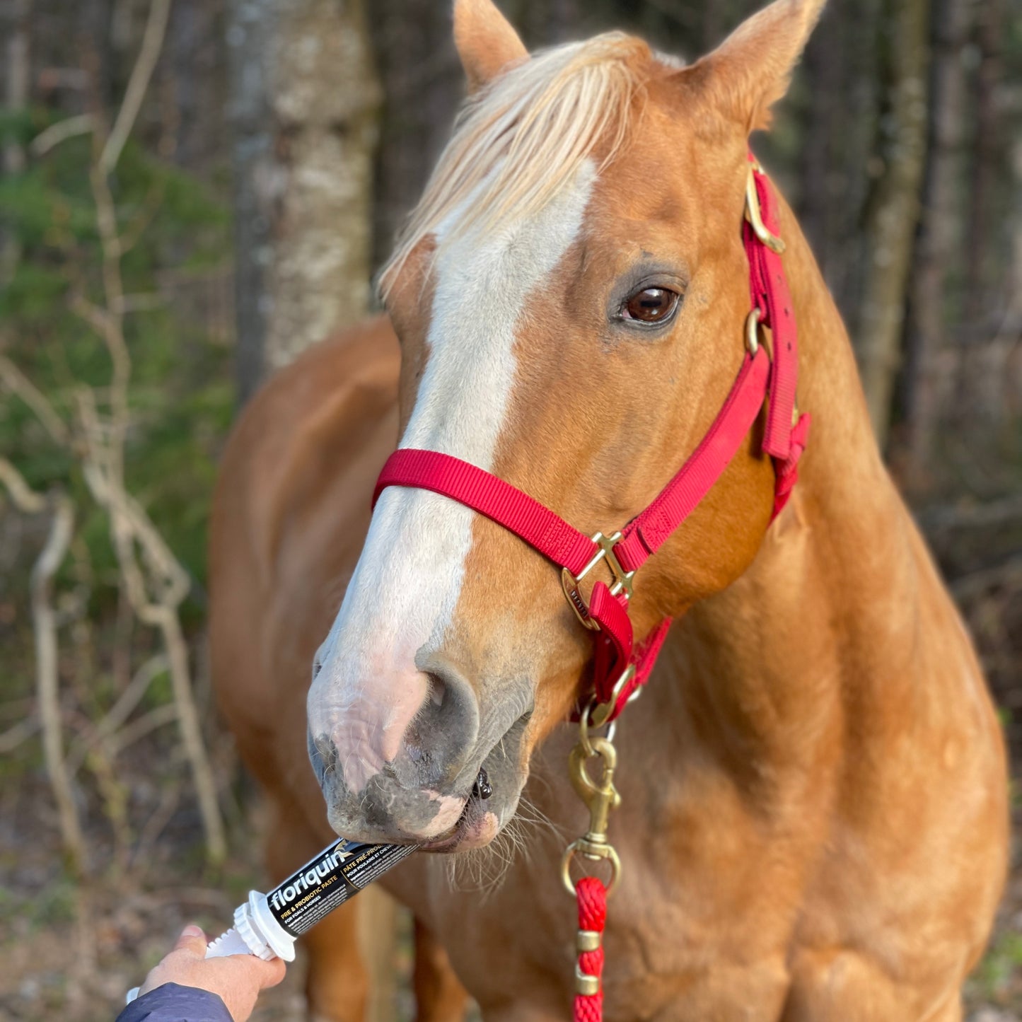 Pâte pré et probiotiques | Poulains et chevaux