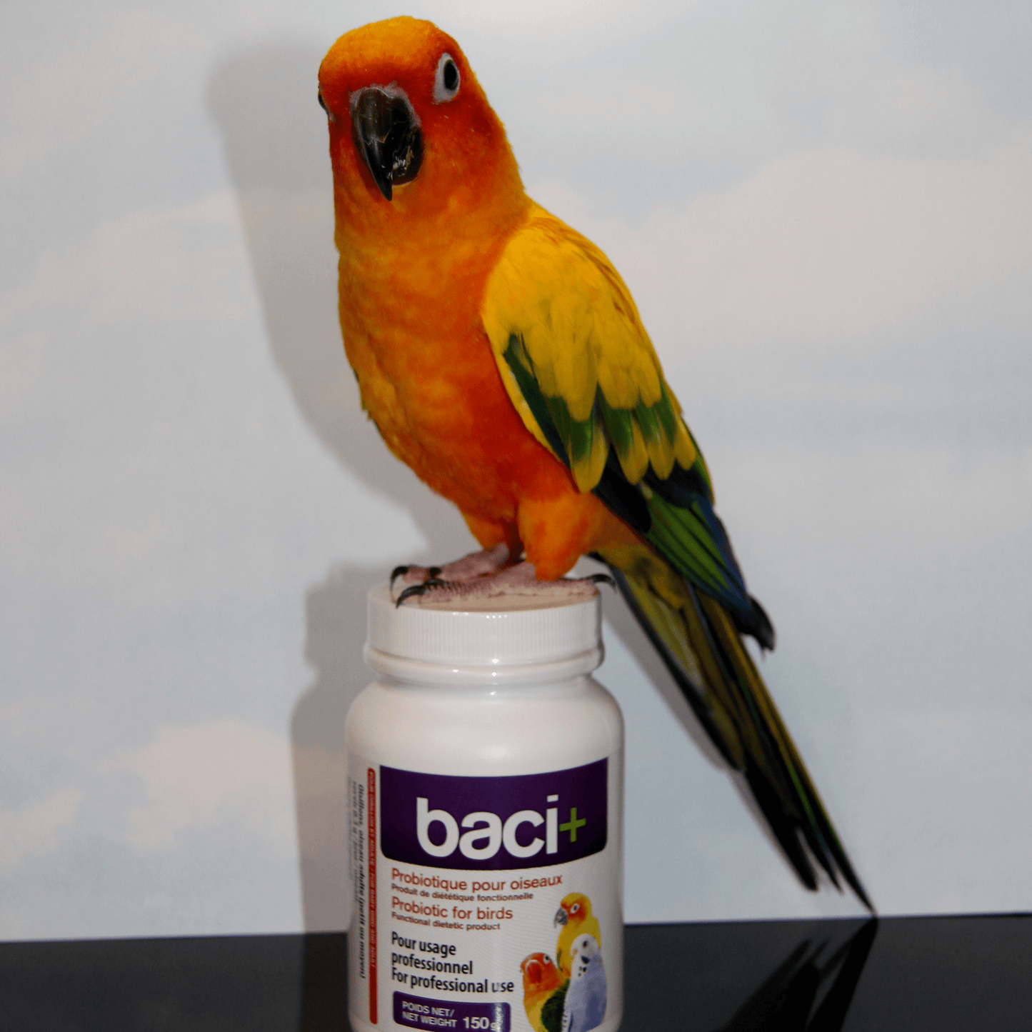 Pre and probiotics • Optimal intestinal health | Value pack for breeders | Birds