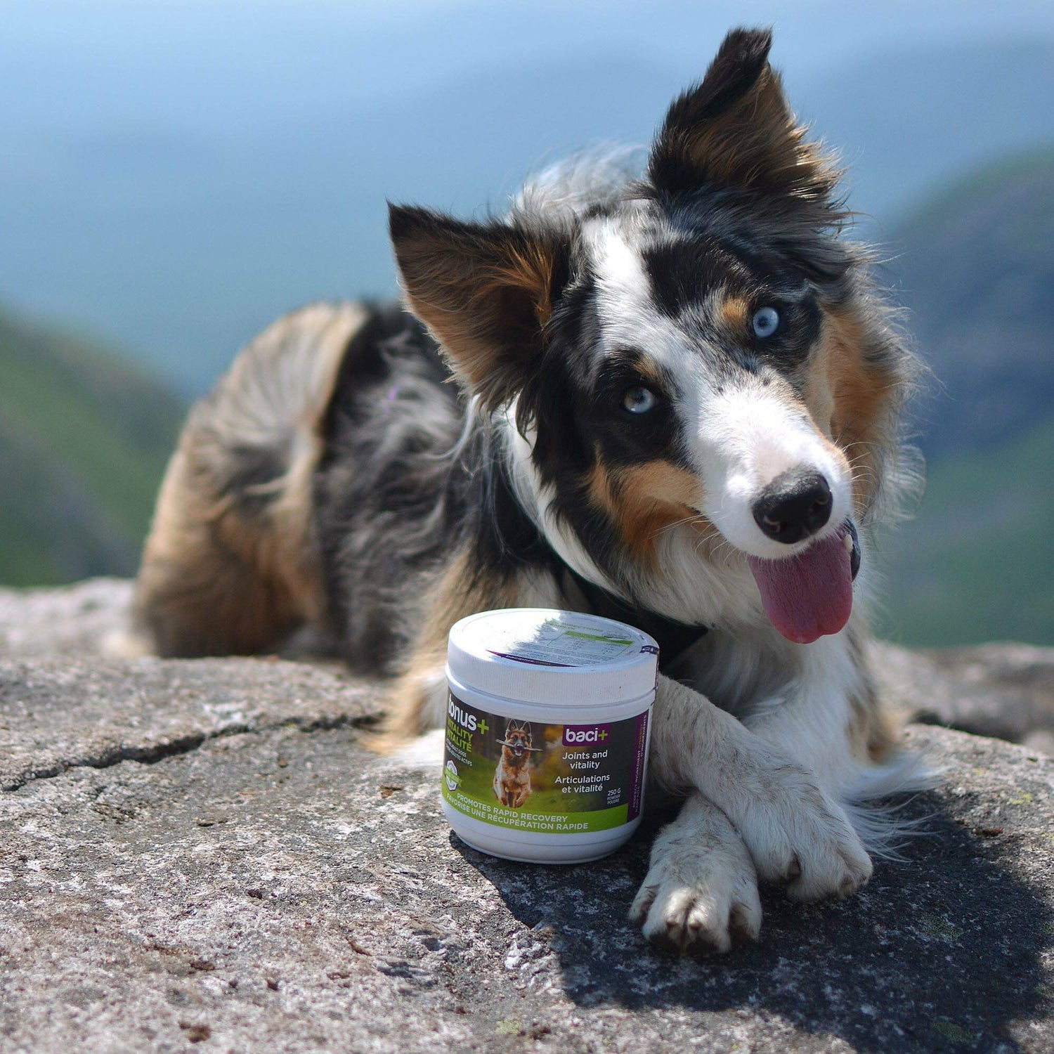 tonus+ Vitalité, récupération et confort articulaire pour chiens