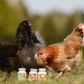 Pre and probiotics | Residential hens