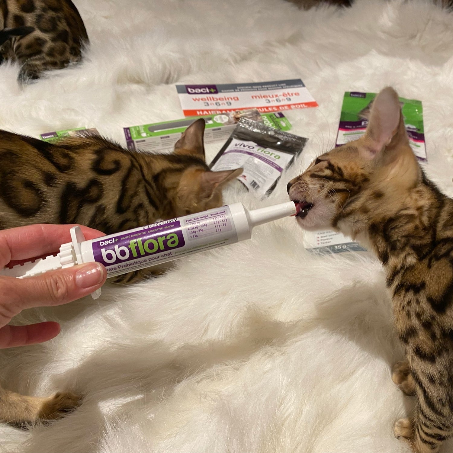 bbflora Santé digestive et immunité pour chattons