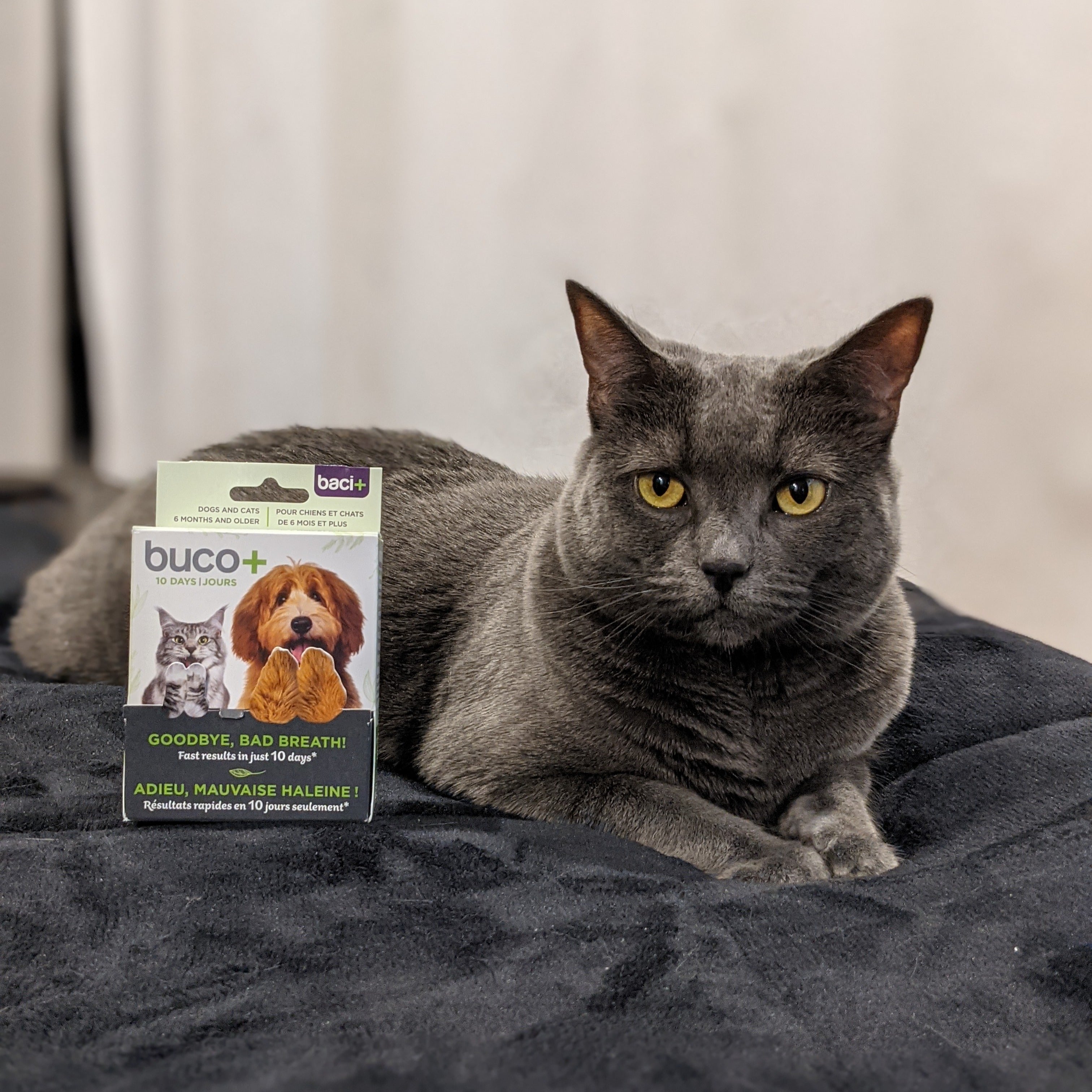 Bad breath treatment Cats and dogs baci