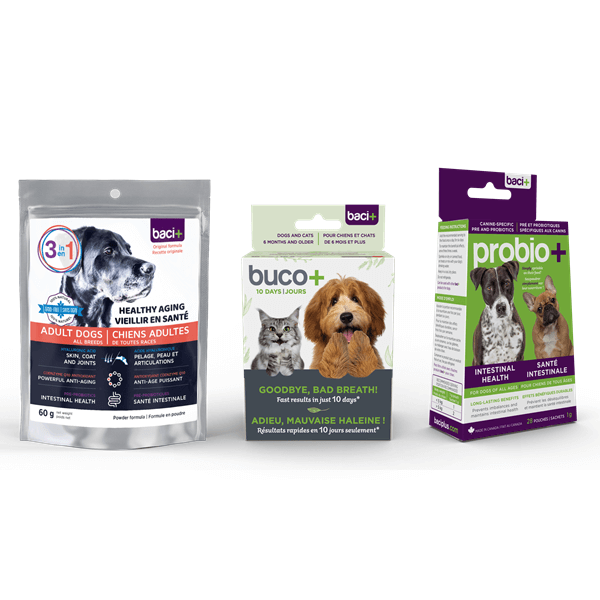 Vitality • Recovery • Joints care • Gut health • Oral care | Aging Dog