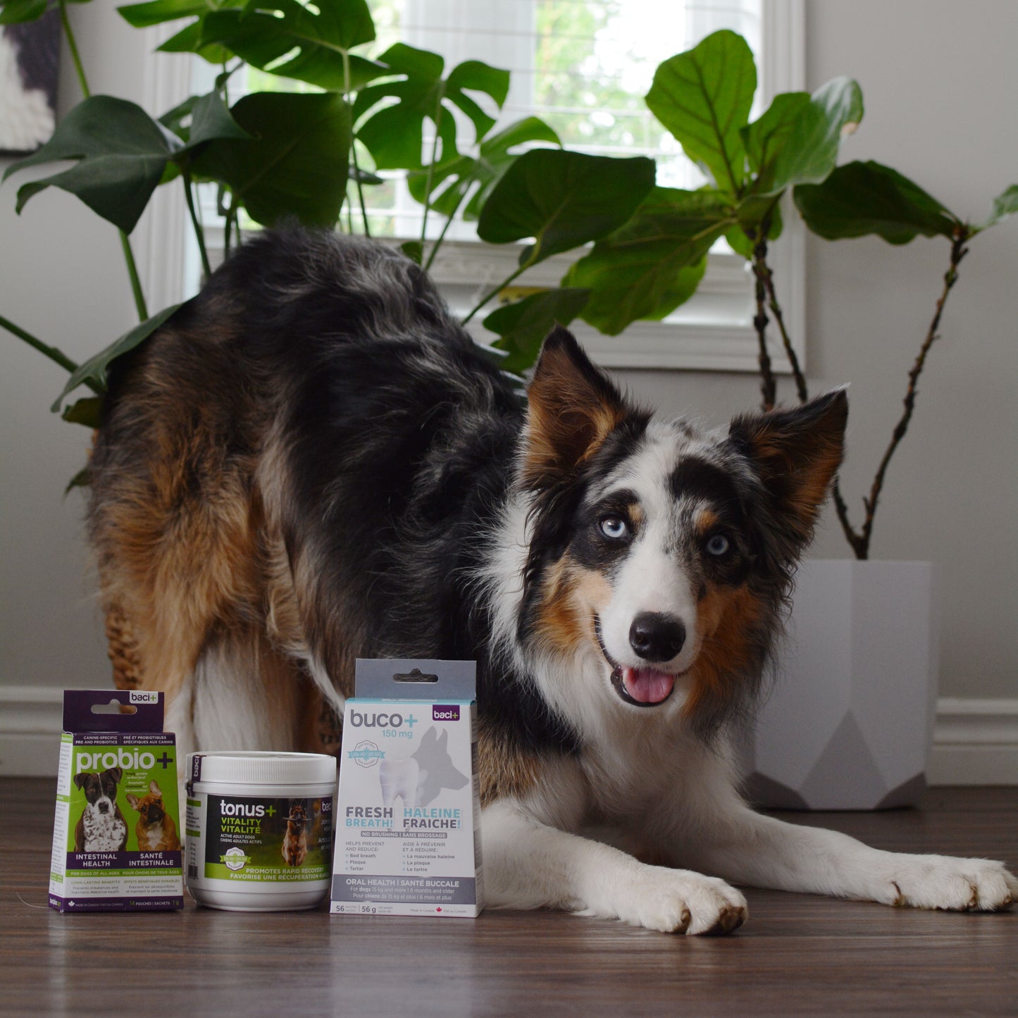 Vitality • Recovery • Joints care • Gut health • Oral care | Adult dogs