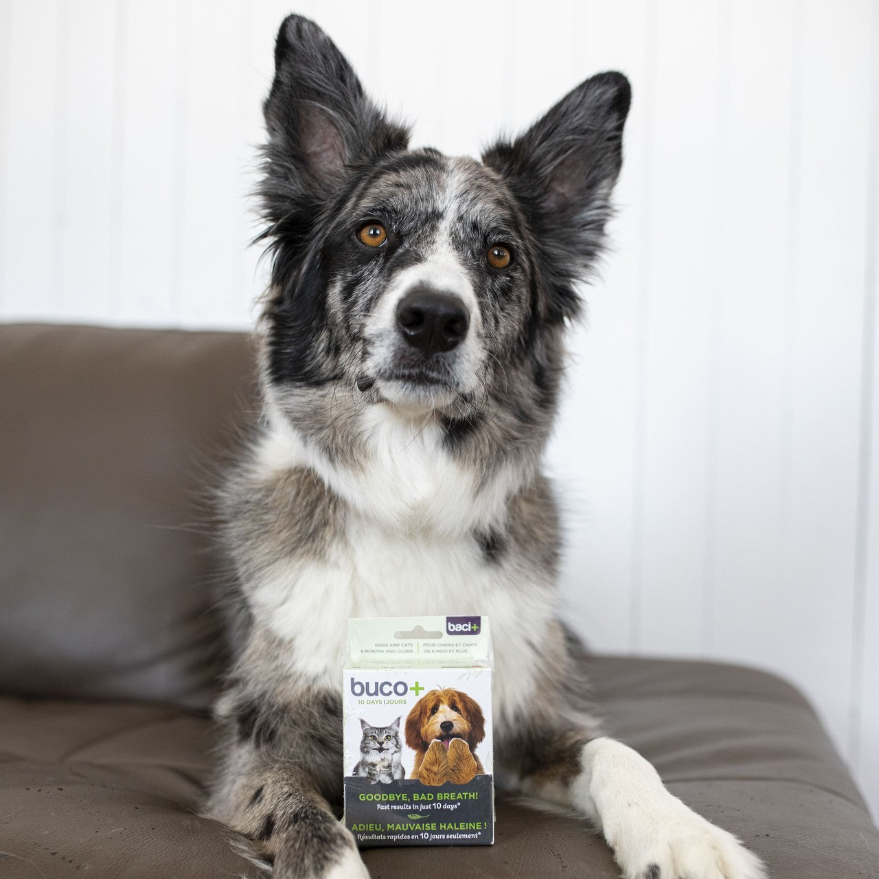Bad breath treatment | Cats and dogs