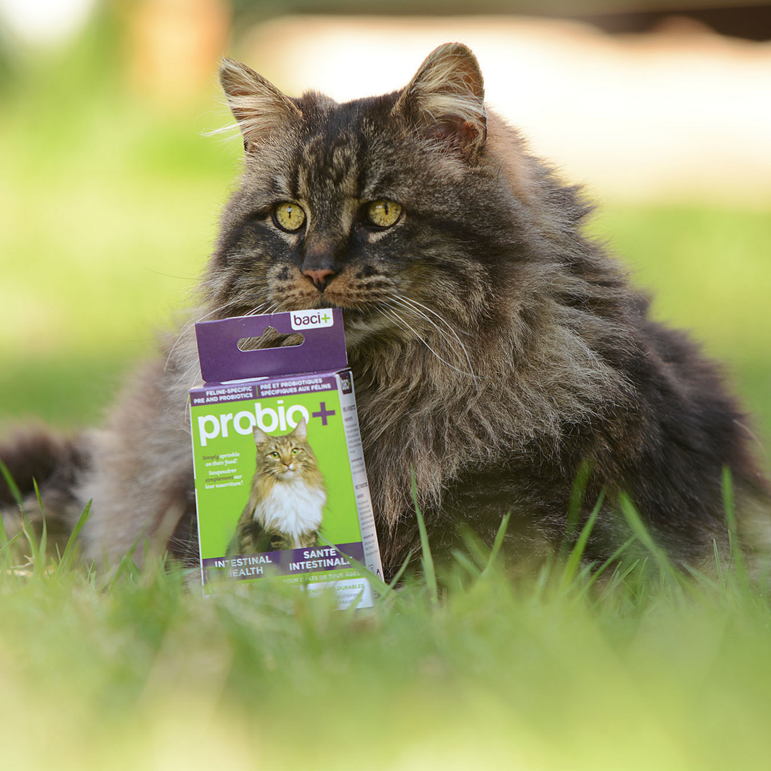 Pre and probiotics • Prevention and maintenance  | Cats